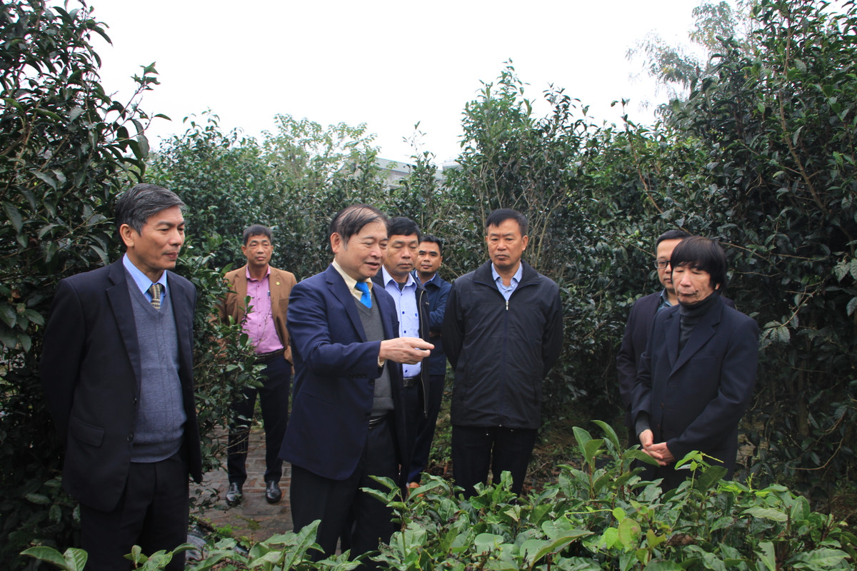 Ngày 8/12, Đoàn công tác của Liên hiệp các Hội Khoa học và Kỹ thuật Việt Nam (VUSTA) do Chủ tịch Phan Xuân Dũng dẫn đầu đến tỉnh Phú Thọ làm việc với Hội Khoa học và Công nghệ Chè Việt Nam và thăm Trung tâm nghiên cứu &amp; phát triển Chè thuộc Viện KHKT Nông lâm nghiệp miền núi phía Bắc (NOMAFSI).