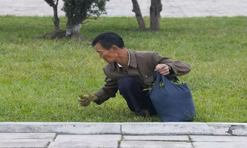 Do thiếu đói, không ít người dân Triều Tiên phải đến các công viên hái rau mọc tự nhiên có thể ăn được.