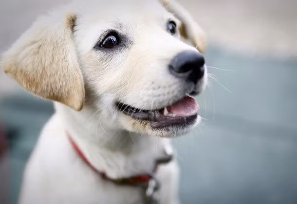 Nhung su that bat ngo ve Han Quoc-Hinh-6