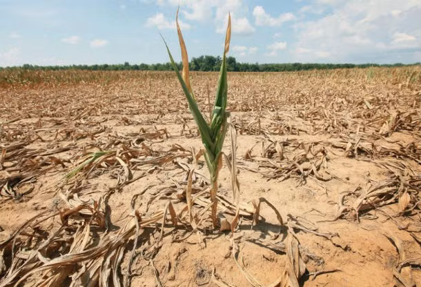 Những đợt hạn hán tại bang Illinois, Mỹ, xảy ra vào khoảng thời gian 1988-1989 đã gây thiệt hại 120 tỷ USD, hàng nghìn người thiệt mạng vì đợt nắng nóng kỷ lục, cùng nhiều vụ cháy rừng xảy ra. Vào khoảng tháng 7/2011 và giữa năm 2012, một đợt hạn hán nghiêm trọng đã ảnh hưởng đến hầu hết Đông Phi, gây ra tình trạng khủng hoảng lương thực trầm trọng tại Somalia, Djibouti, Ethiopia và Kenya, đe doạ mạng sống của hơn 10 triệu người.