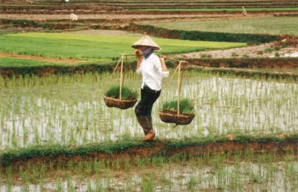 Việt Nam đã hứng chịu đợt hạn hán nghiêm trọng vào năm 1944. Hạn hán kết hợp với sâu bệnh, lũ lụt trong mùa thu hoạch và chính sách phá lúa trồng ngôn của quân phiệt Nhật Bản đã dẫn đến nạn đói ở Việt Nam năm 1945 làm chết khoảng 2 triệu người.