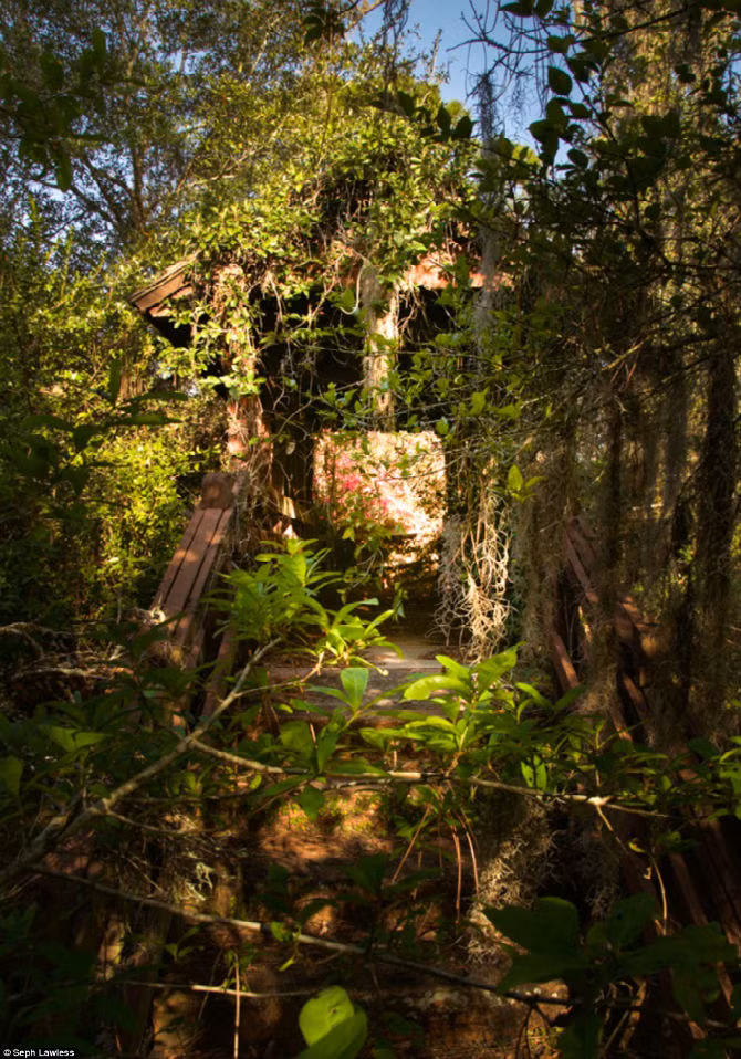 Một ngôi nhà cây “cổ kính” bị lãng quên suốt hơn 10 năm qua.