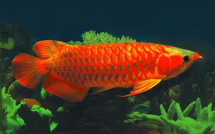 Cá trưởng thành có giá lên đến 20.000 USD.