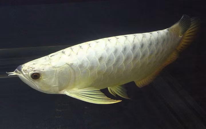 Dù có giá bạc tỷ nhưng loài cá cảnh này luôn được giới nhà giàu săn lùng.