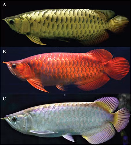 Cá rồng có 3 màu chủ đạo là đỏ, trắng, xanh.