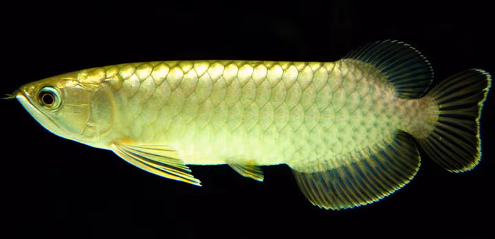 Tên khoa học của cá rồng là Scleropages Formosus.