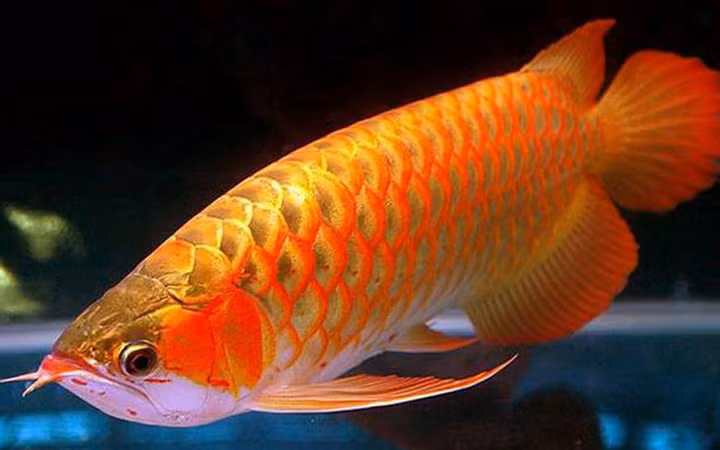 Đây là loài cá rồng cảnh có giá đắt nhất thế giới, dao động từ vài ngàn USD đến vài chục ngàn USD (vài trăm triệu tới vài tỷ đồng).