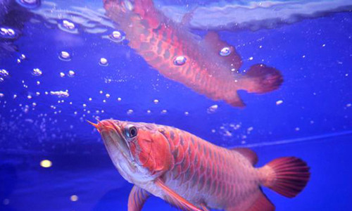 Loài cá rồng Dragon fish còn được gọi là Asian Arowana và Asian Bonytongue.
