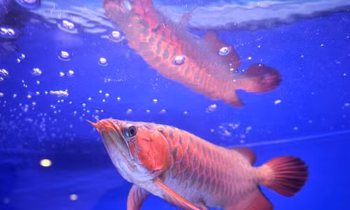 Loài cá rồng Dragon fish còn được gọi là Asian Arowana và Asian Bonytongue.