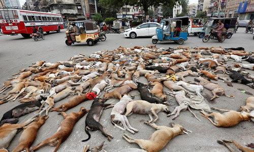 Soc canh 700 con cho hoang bi 