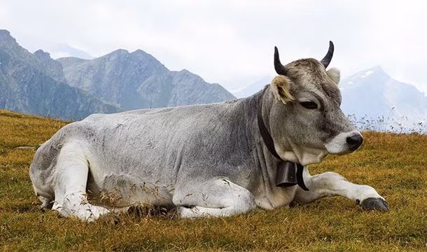 Tại Ấn Độ, toàn bộ những hành vi liên quan đến giết mổ, thậm chí vô tình làm chết một con bò đều được xem là phạm pháp. Tùy theo khu vực, bạn có thể bị giam giữ từ 6 tháng đến trọn đời. Nguyên nhân là vì Hindu giáo là tôn giáo chính tại Ấn Độ. Tôn giáo này coi loài bò là một linh vật.