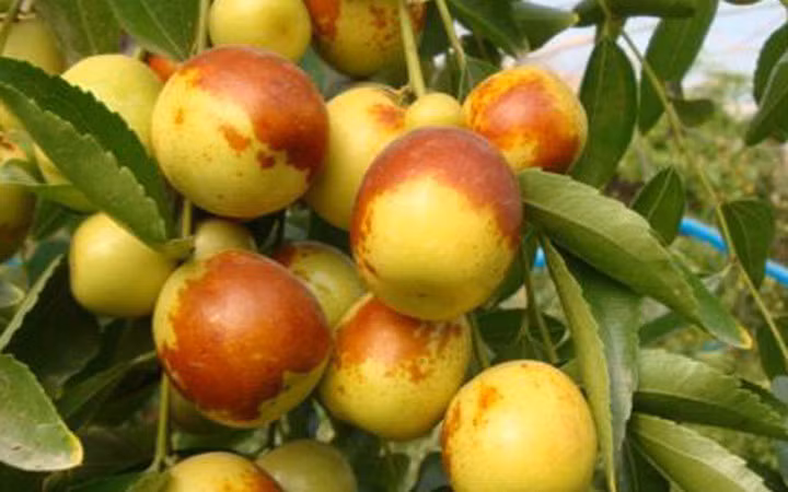 Táo tàu tươi có vỏ xanh, đốm đỏ.