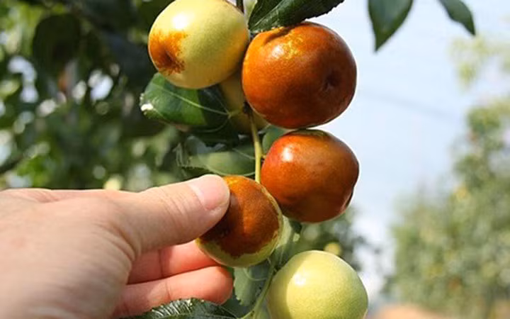 Tuy nhiên, táo Daechu Hàn Quốc "xách tay" về Việt Nam có giá cao gấp nhiều lần: khoảng 800.000 đồng/kg.