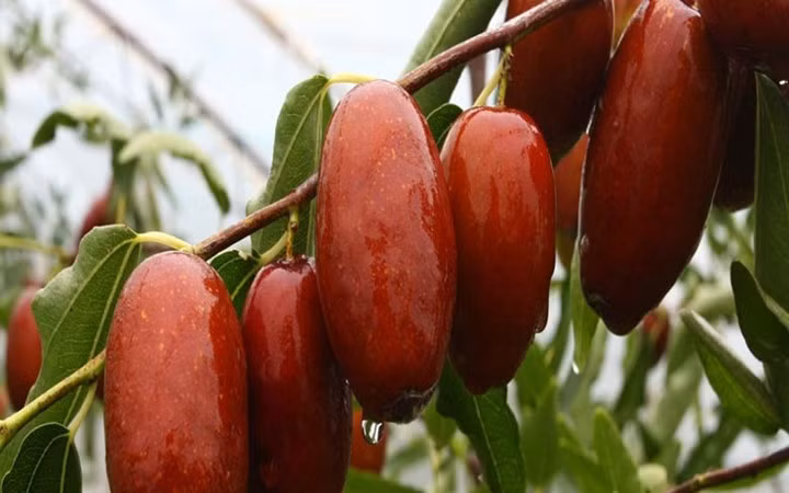 Loại quả này được quảng cáo như một loại “thần dược” đa chức năng, có tác dụng thanh nhiệt, chữa đau đầu, mất ngủ, tốt hơn loại táo tàu khô có trong vị thuốc bắc.