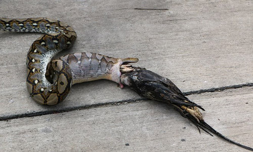 Tuy nhiên, khi nuốt tới con gà thứ hai, con trăn bị mắc nghẹn.