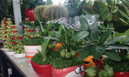 Các loại cây phong thủy nhập từ Trung Quốc có mẫu mã đẹp, được ưa chuộng.