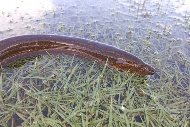 Man thoat hiem kho tin cua luon khi doi dau ran-Hinh-3