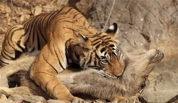 7 con vật mà sư tử sợ gặp nhất, đứng đầu là trâu rừng - Hình 2 7 con vat ma su tu so gap nhat, dung dau la trau rung-Hinh-2