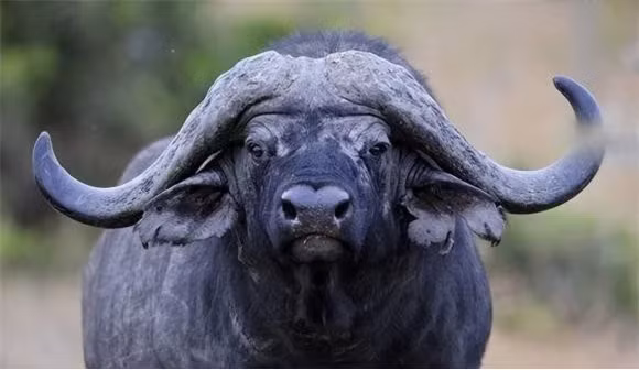 7 con vật mà sư tử sợ gặp nhất, đứng đầu là trâu rừng - Hình 7 7 con vat ma su tu so gap nhat, dung dau la trau rung-Hinh-7