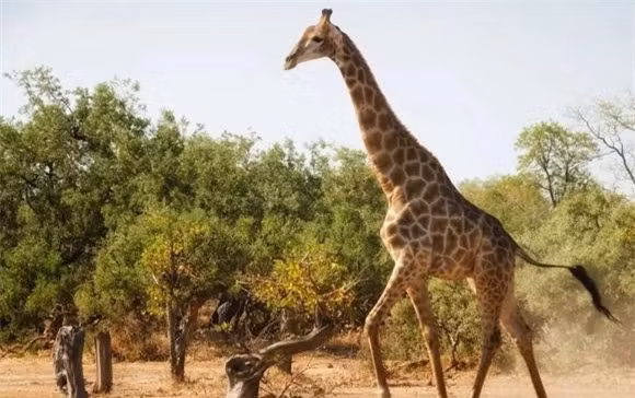 7 con vật mà sư tử sợ gặp nhất, đứng đầu là trâu rừng - Hình 6 7 con vat ma su tu so gap nhat, dung dau la trau rung-Hinh-6