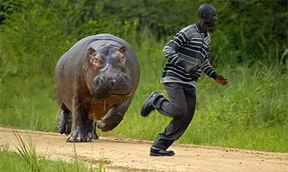 7 con vật mà sư tử sợ gặp nhất, đứng đầu là trâu rừng - Hình 5 7 con vat ma su tu so gap nhat, dung dau la trau rung-Hinh-5