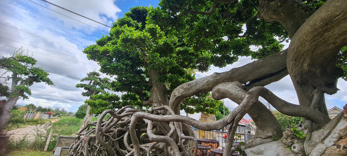 Đây là một trong những cụ duối nổi tiếng nhất Bình Định và được nhiều người trong giới bonsai biết đến.