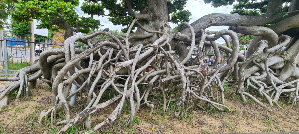 Cây duối sở hữu một bộ rễ rất "hoành tráng", bề thế tạo nên sự vững chắc.