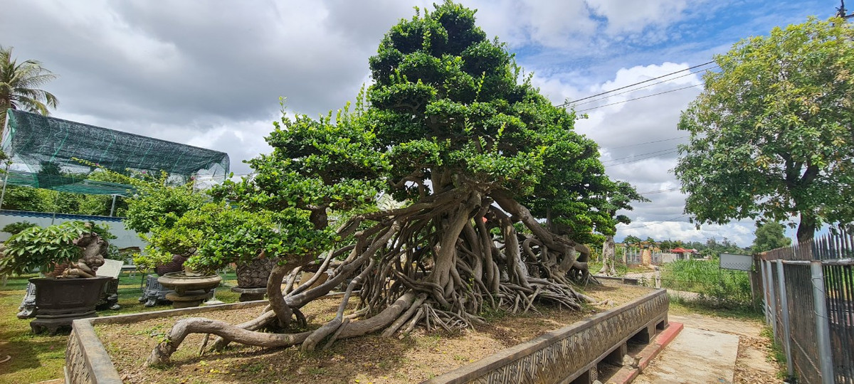 Thân cây duối ít bị sâu bệnh và mối mọt nên chúng thường có tuổi thọ tương đối cao. Bởi vậy duối được mệnh danh là “vua các loài cây”.