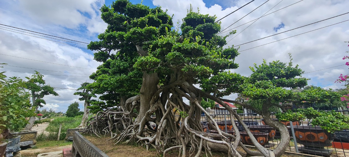 Chủ nhân cụ duối ngàn năm tiết lộ, một vài nhà vườn lớn ở Hà Nội đã trả giá hơn chục tỷ đồng để đón cây về, nhưng anh chưa đồng ý.