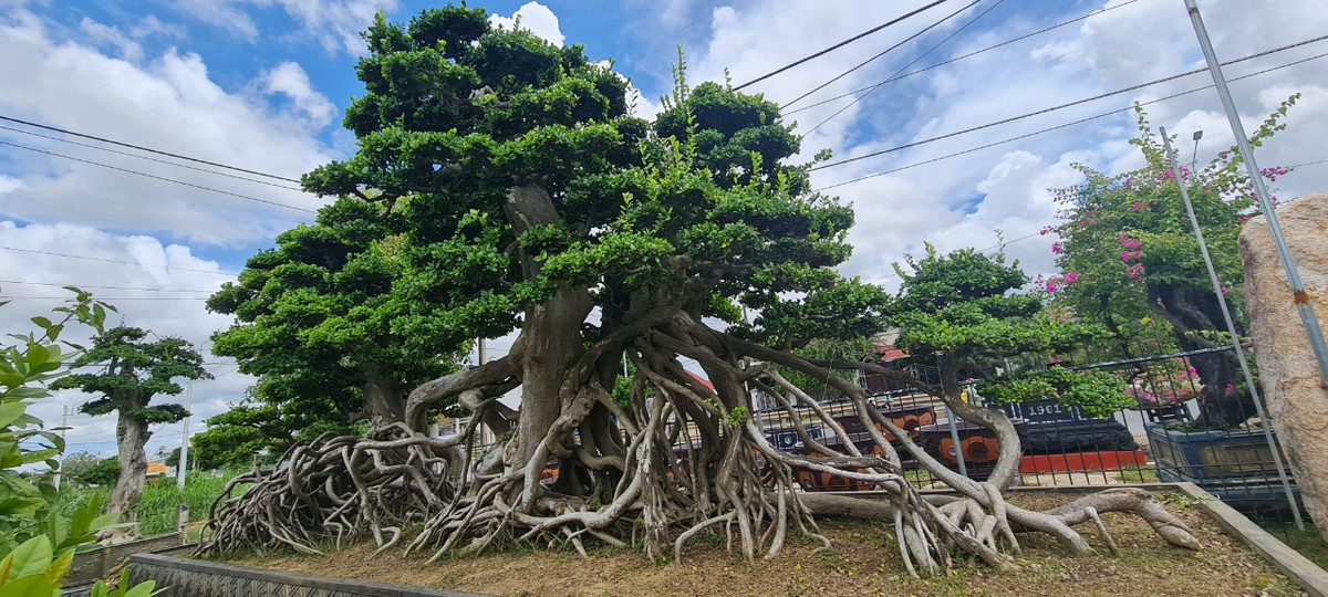 Đi ngang quốc lộ 1A, đoạn qua địa phận huyện Phù Mỹ (Bình Định) không ít người trầm trồ trước vẻ đẹp cũng như giá trị của một "cụ" duối đại thụ.