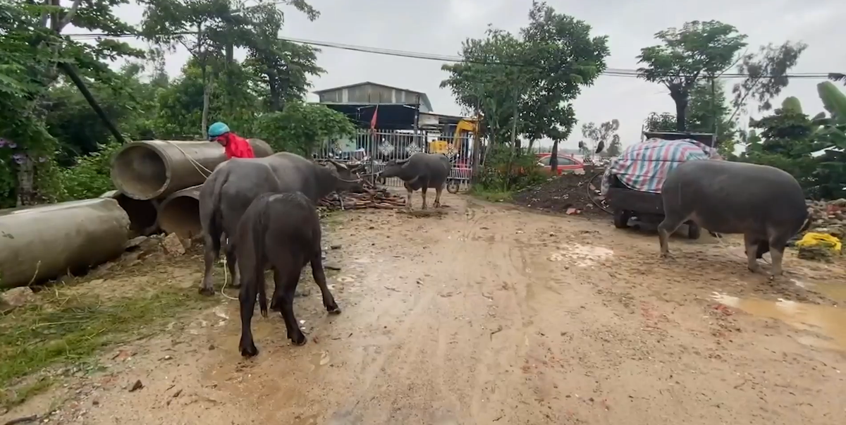 Một số người dân xã Tam Đàn, huyện Phú Ninh đến sáng nay phải lội nước dắt trâu, bò lên nơi cao ven tuyến quốc lộ để tránh lũ.