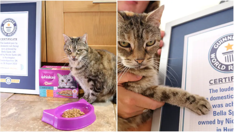 Con mèo có tiếng kêu to nhất thế giới Con meo co tieng keu to nhat the gioi