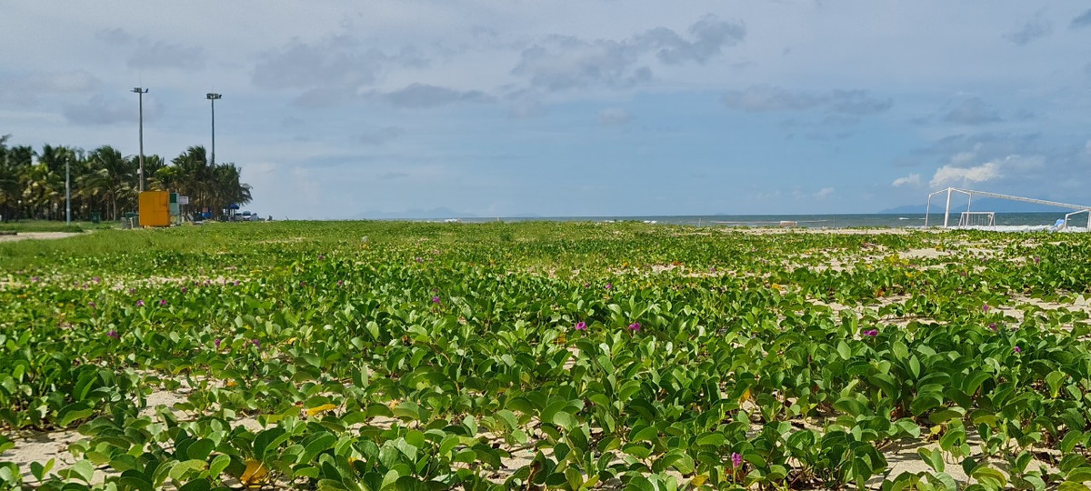 Bờ biển rộng, thoai thoải, không hề bị sụt lún như nhiều nơi khác dọc vùng biển Quảng Nam.