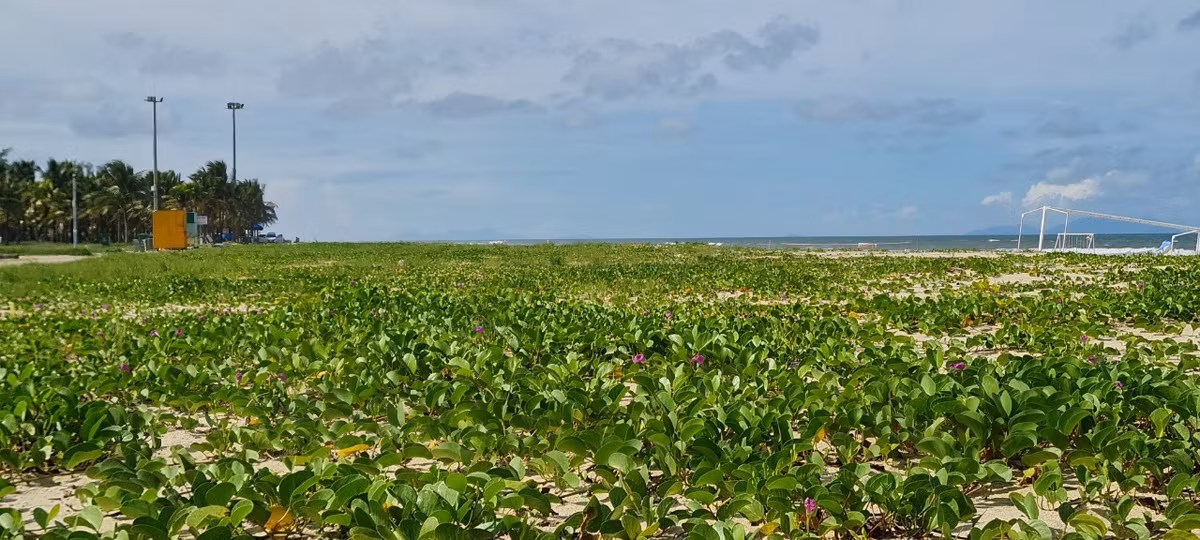 Bờ biển rộng, thoai thoải, không hề bị sụt lún như nhiều nơi khác dọc vùng biển Quảng Nam.