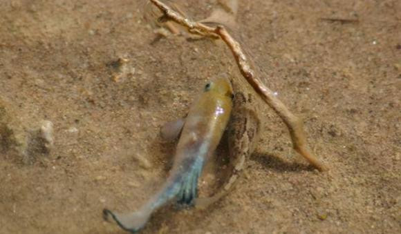 Ca sa mac la gi ma phi bao ton len toi 90 ti dong?-Hinh-5