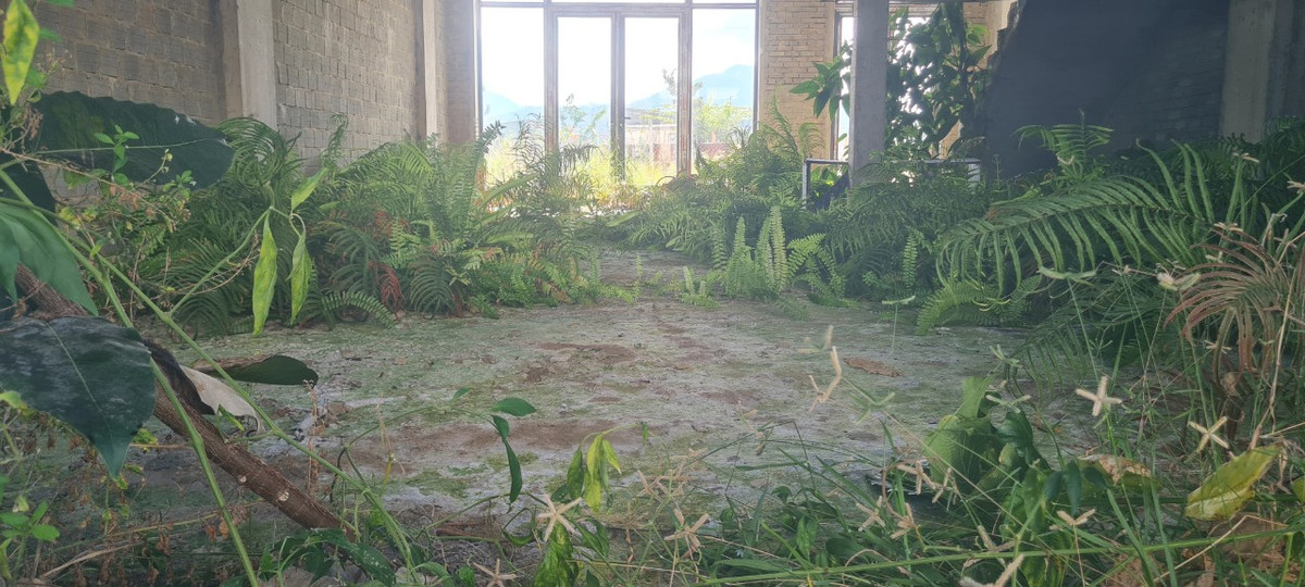 Phòng khách đắc địa của các căn biệt thự được xem là cao cấp giờ la liệt cỏ dại. Chất lượng công trình sẽ bị ảnh hưởng như thế nào khi bỏ hoang một thời gian dài?