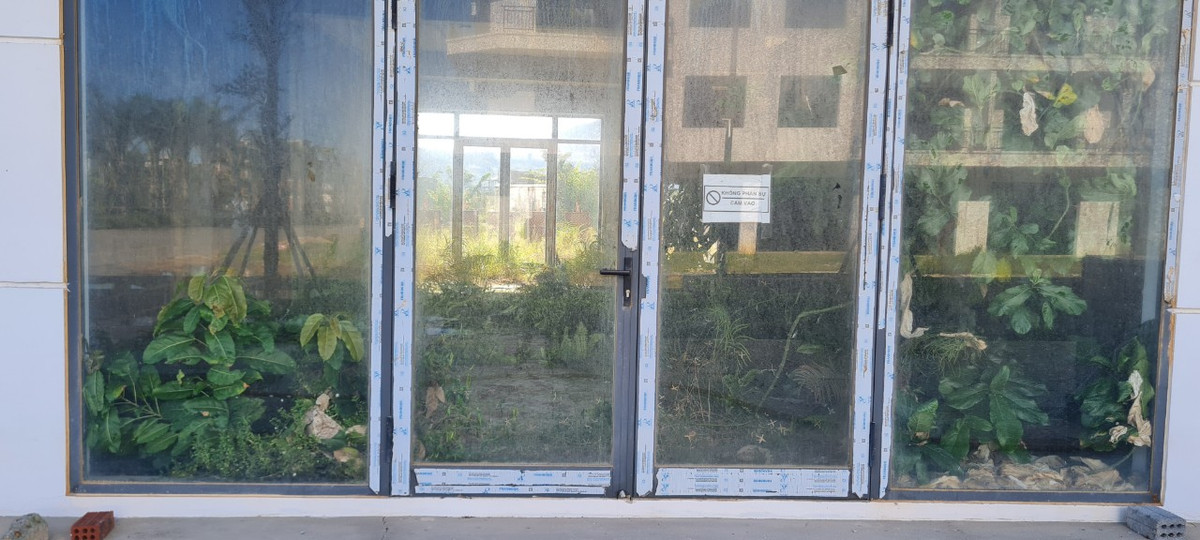 Từ các loại cây thân gỗ, cao quá đầu người...