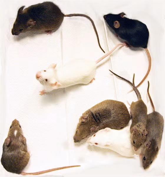 Sự thật khó tin: Đôi chuột thí nghiệm đắt ngang xe hơi tiền tỉ - Hình 2 Su that kho tin: Doi chuot thi nghiem dat ngang xe hoi tien ti-Hinh-2