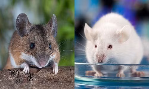 Sự thật khó tin: Đôi chuột thí nghiệm đắt ngang xe hơi tiền tỉ Su that kho tin: Doi chuot thi nghiem dat ngang xe hoi tien ti