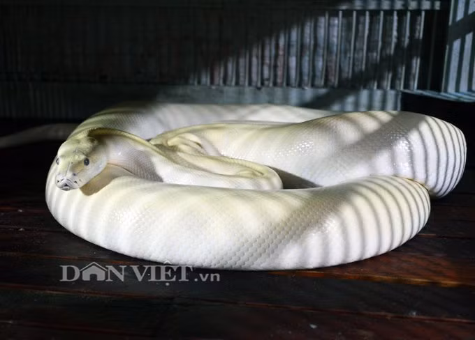 Khám phá ổ trăn biến đổi gen đáng sợ ở Đất Mũi Kham pha o tran bien doi gen dang so o Dat Mui