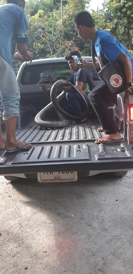 Bat ran ho mang chua sieu khung, dan kinh goi bang 