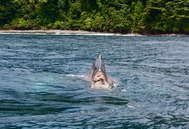 Doc dao ca voi cut gan nua nguoi boi xuyen dai duong
