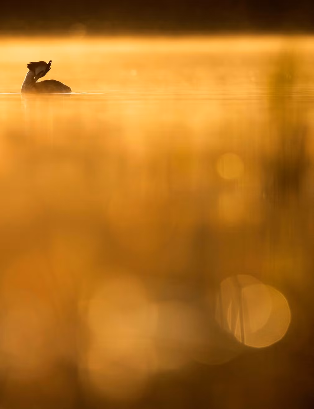 Nhiếp ảnh gia Johan Carlberg đến từ Thụy Điển chiến thắng ở hạng mục Nhiếp ảnh gia trẻ tuổi với tác phẩm chụp một con chim lặn mào lớn đang rỉa lông trên mặt nước.