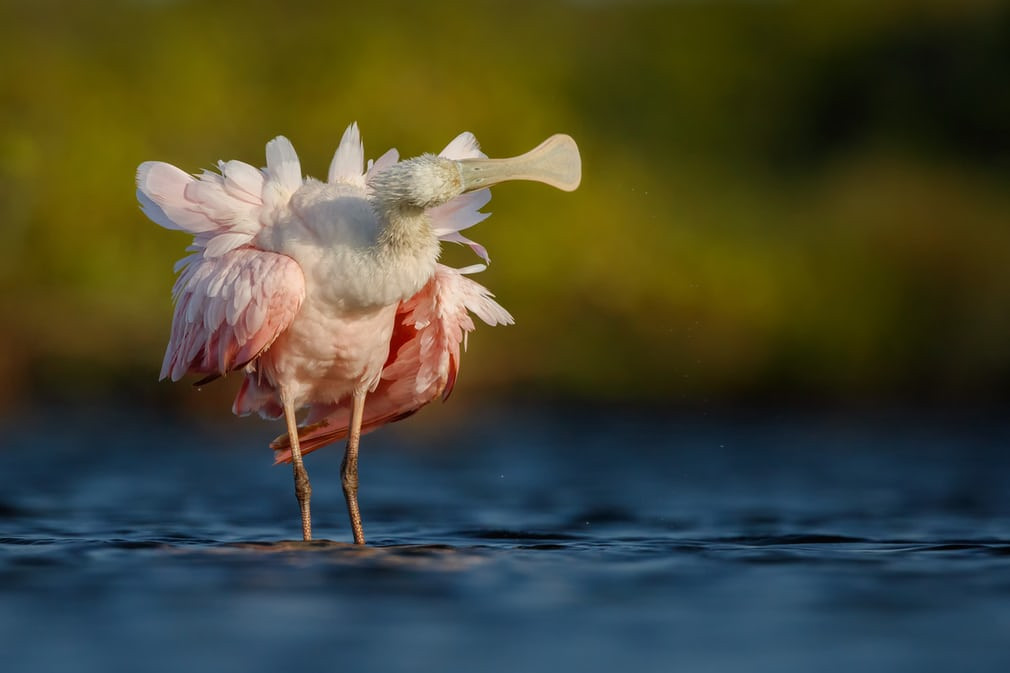 Bức ảnh chụp một con cò mỏ thìa màu hồng Roseate Spoonbill giúp nhiếp ảnh gia Petr Bambousek đến từ Cộng hòa Séc chiến thắng ở hạng mục Hồ sơ dự thi ấn tượng nhất.