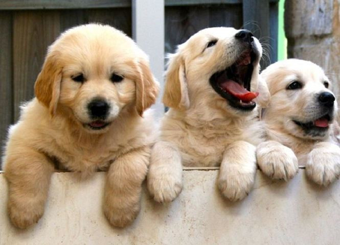 Hai giong cho than thien voi tre em nhat the gioi