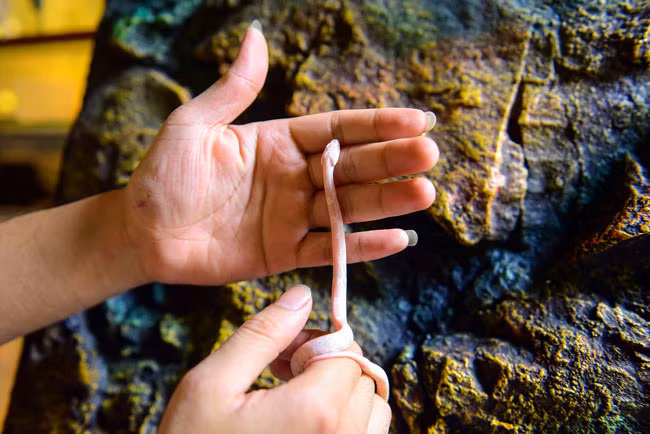 Các loại trăn, rắn cảnh hầu hết được nuôi và thuần hóa từ nhỏ nên rất hiền và dạn dĩ với người. Giá của chúng dao động từ vài trăm nghìn cho đến vài triệu đồng một con tùy theo từng loại, độ tuổi.