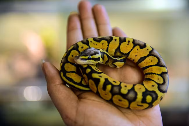 Dù là trăn cảnh nhỏ...