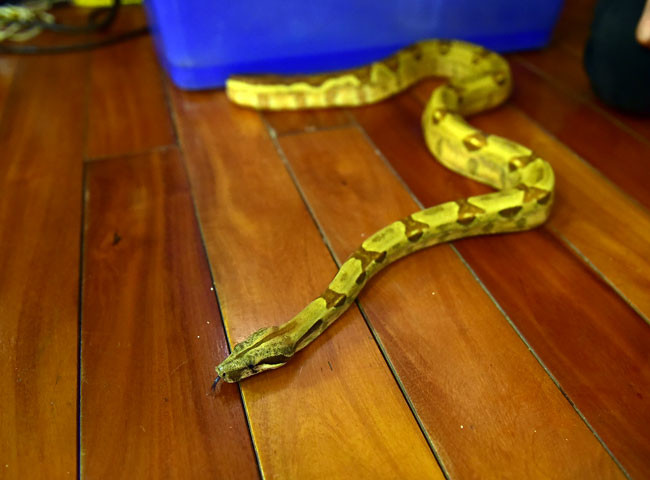 ... hay một chú trăn lớn đều có bề ngoài mang vẻ hung dữ nhưng thực chất theo anh Việt Anh, đây đều là các loại rắn, trăn cảnh đã được thuần hóa, không có độc nên rất hiền.