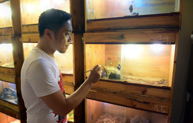 Anh Việt Anh cho biết: "Rắn là một trong những vật nuôi sạch, nhu cầu dinh dưỡng đơn giản, cũng không ồn ào. Nếu bạn chăm sóc chúng cẩn thận, rắn có thể sống từ 10 đến 20 năm".