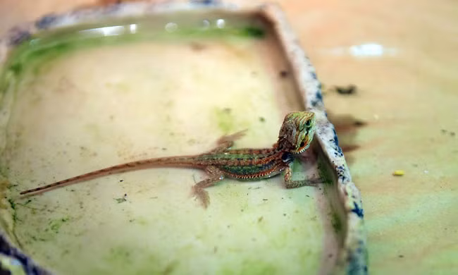 Ngoài việc nuôi các loài trăn, rắn cảnh, Việt Anh còn sở hữu bộ sưu tập nhiều loại vật nuôi khác như: rồng đất, kỳ đà…